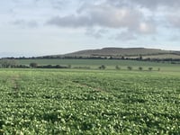 Knighton Hill z Compton Beauchamp