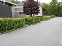 Koningskaars über Hoogveldlaan
