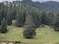 Krvavec depuis Cerklje