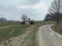 Księży Kamień von Mysłów