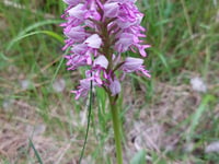La Bérarde