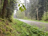 Lachtelweiher von Kirchberg