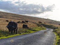 Lang Combe Head / Great Rowbarrow da East Water Valley