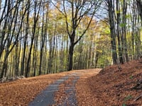 Forsthaus Dedenborn przez Rauchenauel