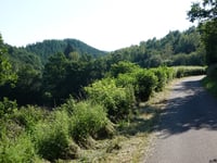 Léilerpad from Jansschleederbaach