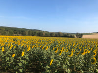 Les Gaillards von Escoussens