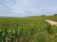 Les Lotonnières desde Damery