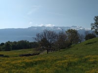 Les Roseaux von Frontenex