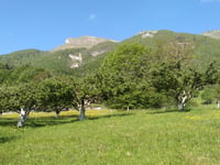 Les Roseaux von Frontenex
