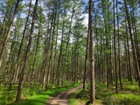 Let de Stigterpad von Valkenheide