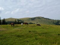 Lienbachsattel / Postalm von Weissenbach