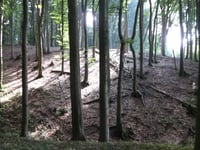 Lienener Berg von Lienen