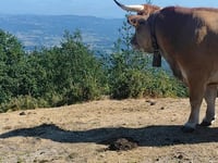 Llomba Casielles z Molín de Fraynoquiso