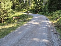 Loferer Alm von Lofer