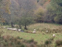 Maacher via Frummeschgaass