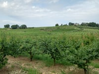Madonna dell'Olivo via Via Calisese