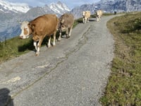Männlichen da Grindelwald