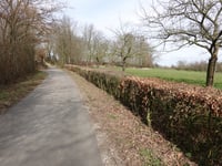 Banholt da Tebannet