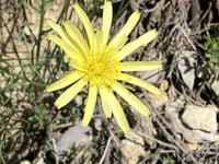Molló de Sant Bernabé da La Sénia
