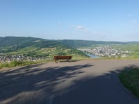 Mont Royal von Kröv