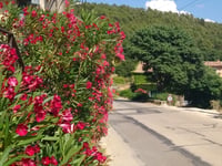 Mont Ventoux