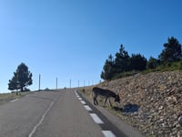 Mont Ventoux depuis Sault