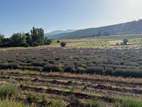 Mont Ventoux from Sault