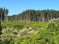 Monte Arci / Acquafrida da Ales / Abas