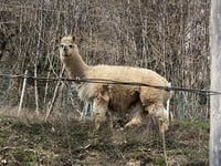 Monte Bisbino von Cernobbio