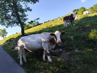 Monte Cornizzolo desde Eupilio