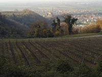 Monte del Roccolo von Sarego