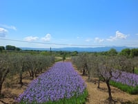 Monte Lori von Loro Ciuffenna