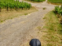 Montée des vignes de Wallenstein / Gaalgenberg von Bech-Kleinmacher
