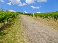 Montée des vignes de Wallenstein / Gaalgenberg von Bech-Kleinmacher