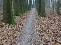 Nazareth von Schaarsbergen
