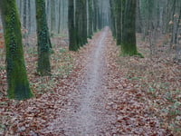 Nazareth von Schaarsbergen