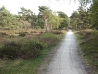 Nieuw-Reemst