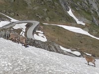 Nufenenpass