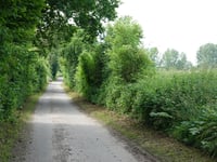 Ochsenstock da Bocholtz