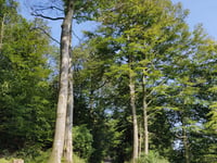 Oevenscheid über Brachtenbeck