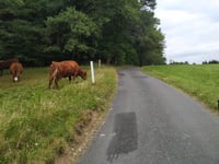 Omégoutte von Ban de Laveline über Coinchimont