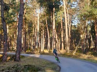 Onzalige Bossen da Posbank
