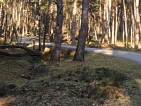 Onzalige Bossen da Posbank