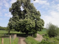 Orsbach von Mamelis über Kuhlweg