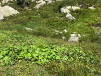 Oscheniksee from Ausserfragant