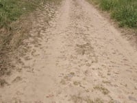 Pachy des Viaux z Quévy