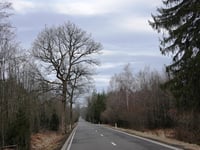 Pannensterzkopf von Eupen