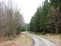 Pannensterzkopf von Eupen