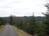Pannensterzkopf von Küchelscheid