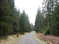 Pannensterzkopf von Küchelscheid